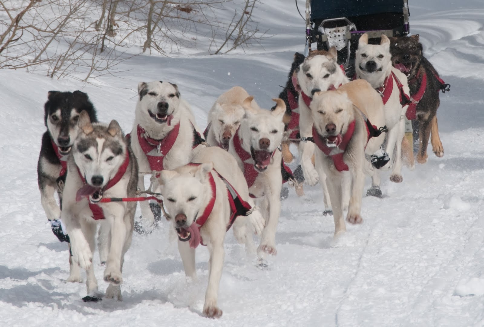 Kompetisi Dogsledding Internasional Di Rusia