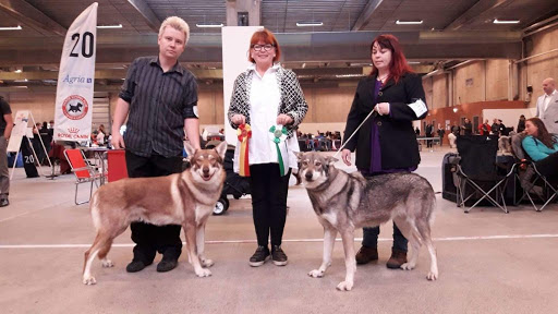 Kompetisi Anjing Internasional di Serbia