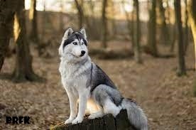 Sejarah dan Cara Perawatan Anjing Siberian Husky