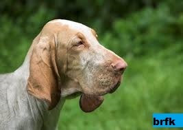 Mengenal Anjing Bulgarian Hound