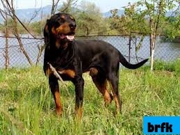 Mengenal Lebih Dekat 3 Ras Anjing Bulgaria