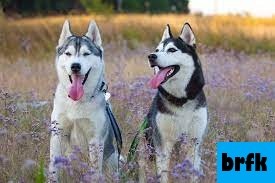Mengenal Ras Anjing Siberian Husky
