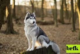 7 Ras Anjing Serigala yang Terlihat Seperti Huskies