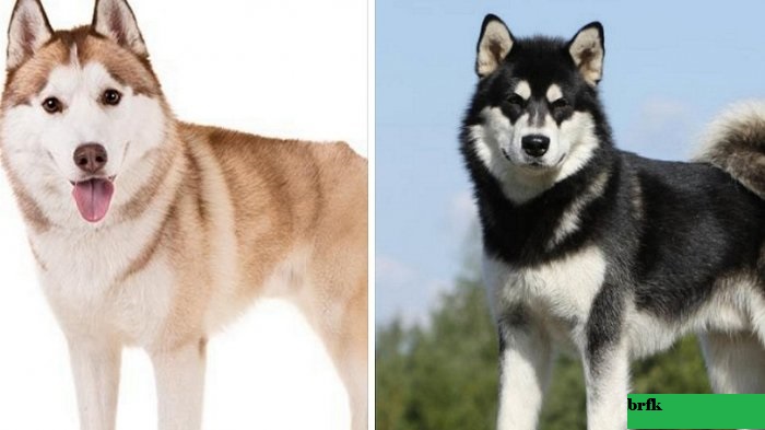 Perbandingan Ras Anjing Husky vs Akita