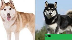 Perbandingan Ras Keeshond vs Siberian Husky