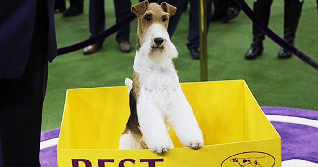 Westminster's Best in Show King Anjing Top Amerika