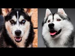 Perbedaan Malamute dan Anjing husky