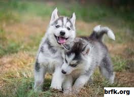 Karakteristik dan Perawatan Anjing Siberian Husky
