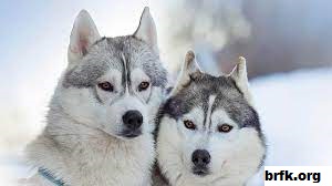 Informasi Jenis Anjing Malamute Alaska