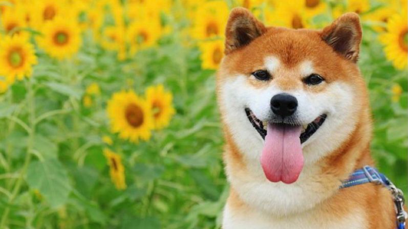 15 Fakta Mengejutkan yang Perlu Diketahui Orang Tentang Anjing Shiba Inu