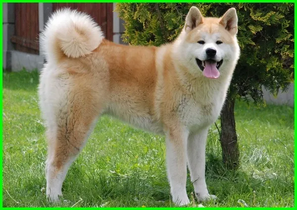 Karakteristik Anjing Akita, Asal, Temperamen, Umur