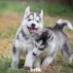10 Aktivitas Hebat untuk Siberian Huskies