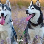 Informasi Breed Siberian Husky: Fakta, Sifat, Gambar & Lainnya