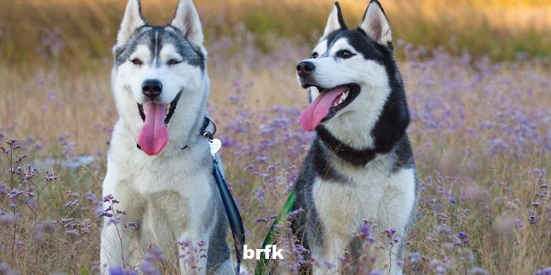 Informasi Breed Siberian Husky: Fakta, Sifat, Gambar & Lainnya