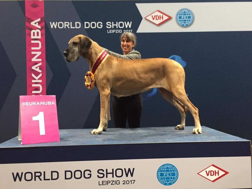 Ini Dia Kompetisi Anjing Internasional yang Paling Penting