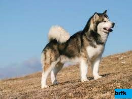 Anjing Ras Huski : Chinook