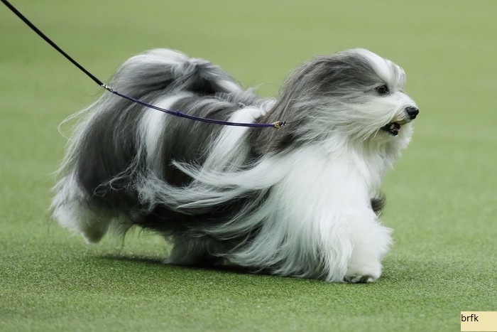 Peking adalah Pemenang Terbaik di Pertunjukan Anjing Westminster