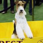 Westminster’s Best in Show : “King” Anjing Top Amerika