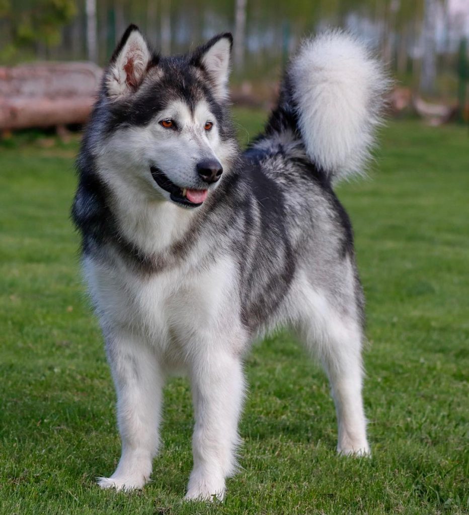 Husky siberian putih warna anjing harga âˆš Anjing