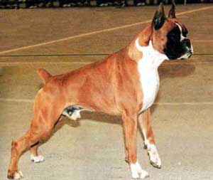 Informasi Breed Anjing Boxer
