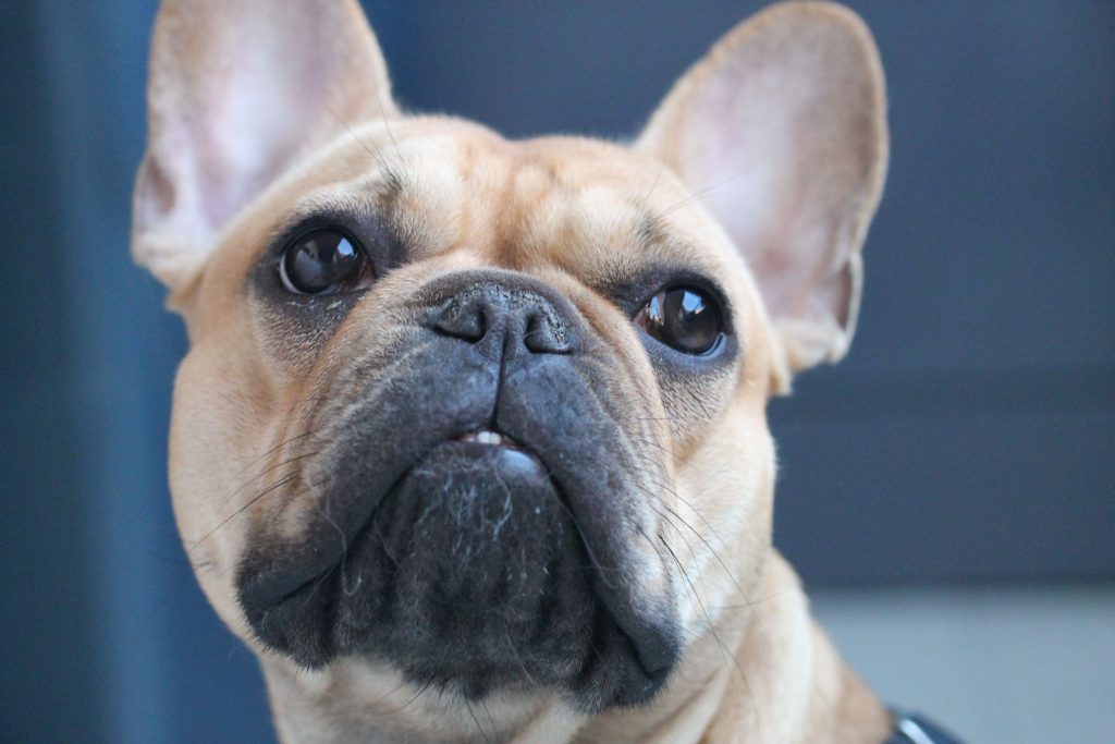 Informasi dan Karakteristik Ras Anjing Bulldog