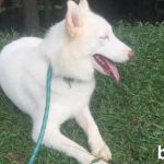 Mengulas Tentang Anjing Siberian Husky Albino