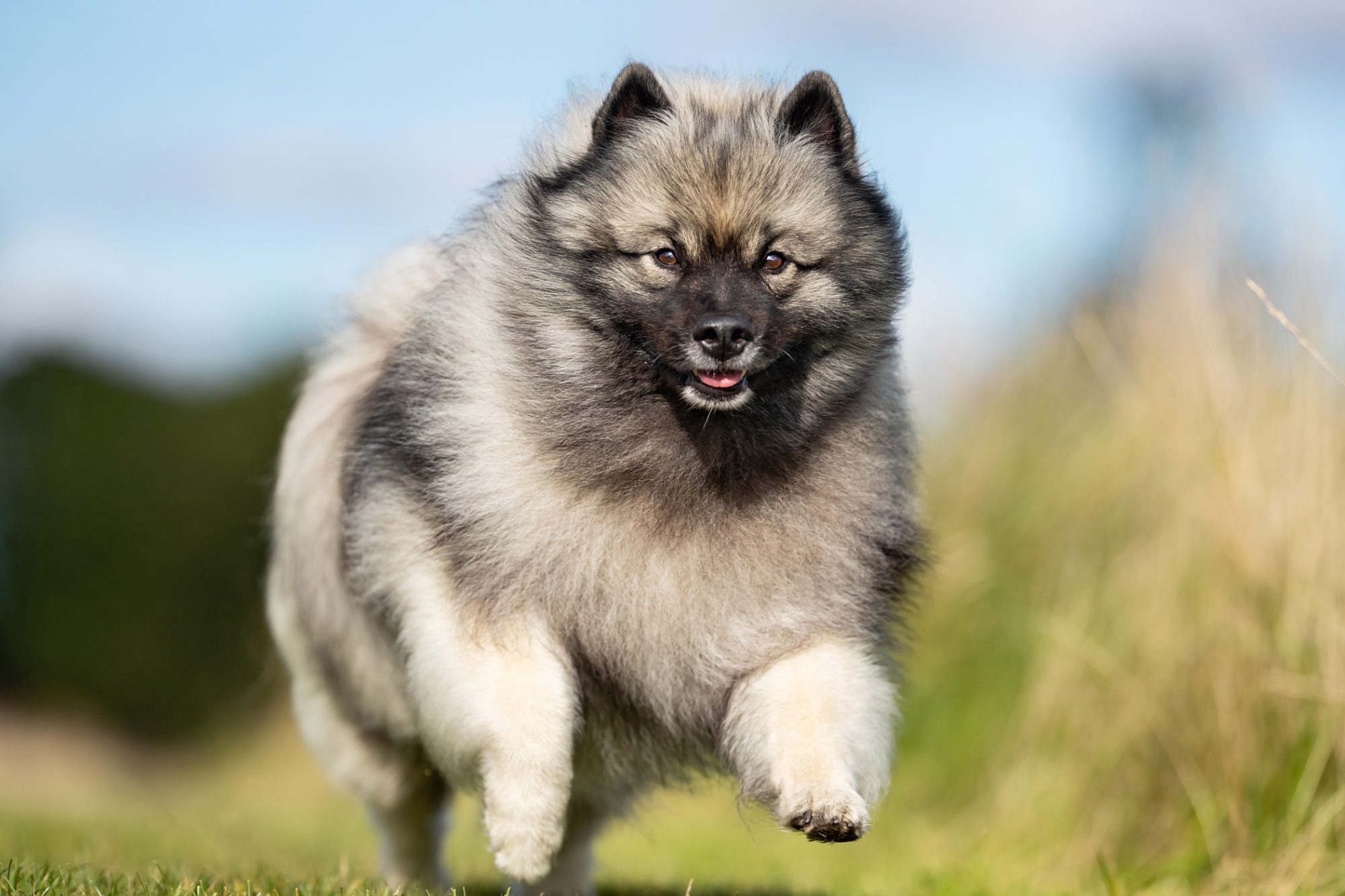 Apa Saja Jenis Anjing Siberian Husky Ikut Perlombaan