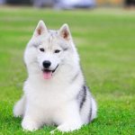 Cara Merawat Anjing Siberian Husky yang Ikut dalam Perlombaan