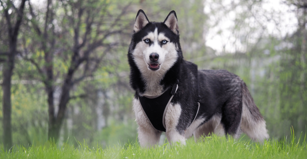 Cara Merawat Anjing Siberian Husky yang Ikut dalam Perlombaan