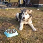 9 Cara Memilih Makanan Terbaik Untuk Anjing Siberia Huski