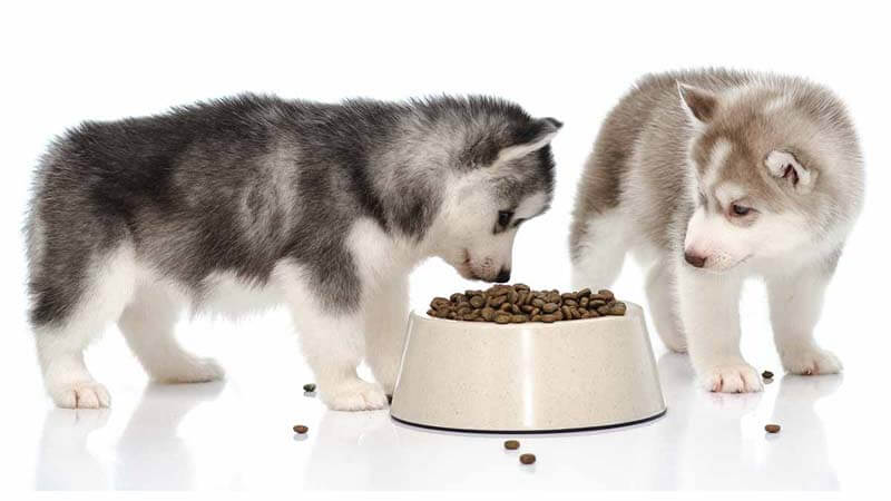 9 Cara Memilih Makanan Terbaik Untuk Anjing Siberia Huski 