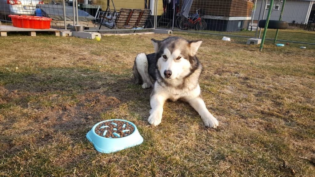 9 Cara Memilih Makanan Terbaik Untuk Anjing Siberia Huski