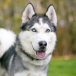 Cara Merawat Anjing Siberia Husky yang Dilombakan