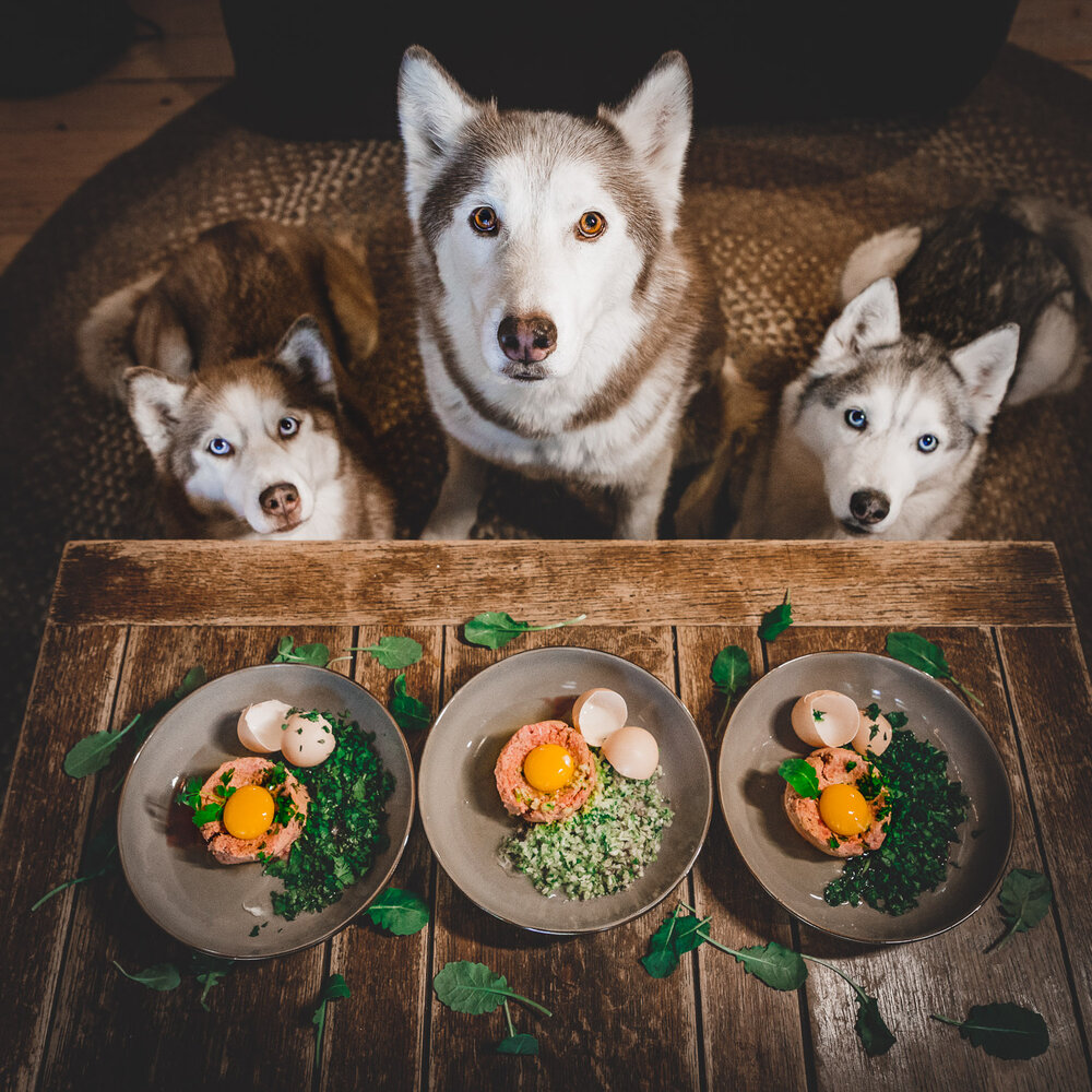 Cara Merawat Anjing Siberia Husky yang Dilombakan