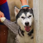Cara Memandikan Anjing Siberia Huski Bulgaria