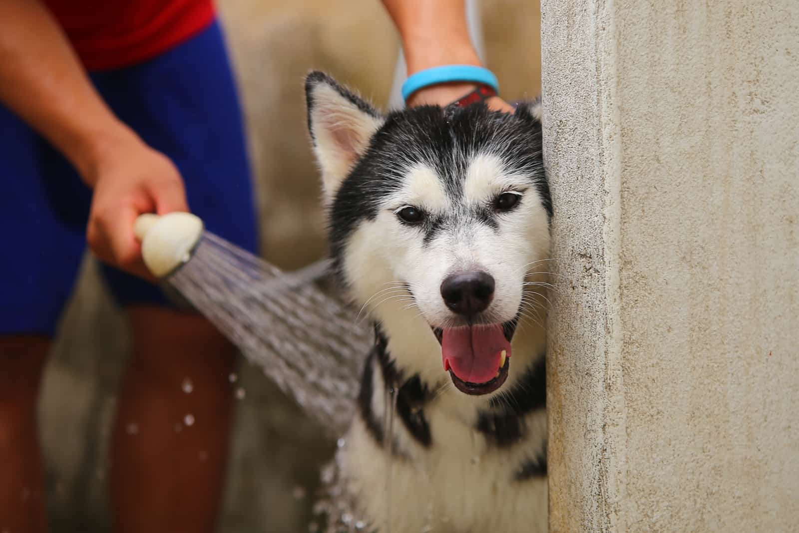 Cara Memandikan Anjing Siberia Huski Bulgaria