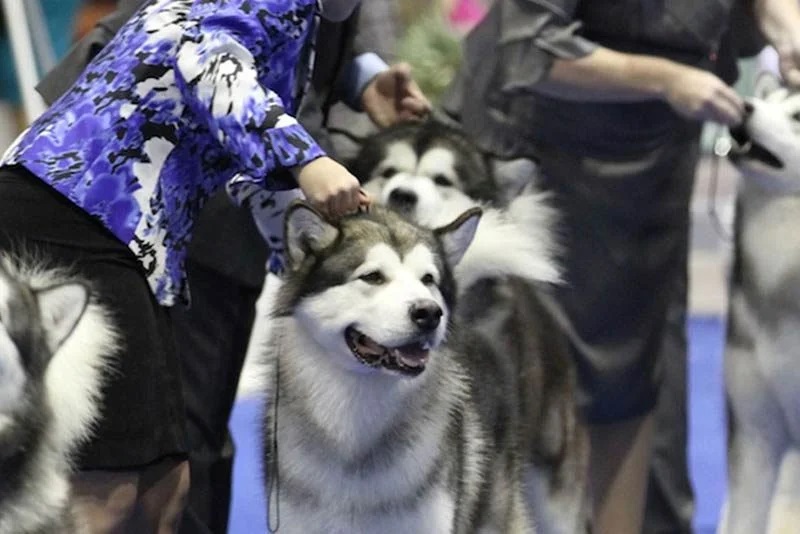 Perayaan Kompetisi Anjing International di Serbia